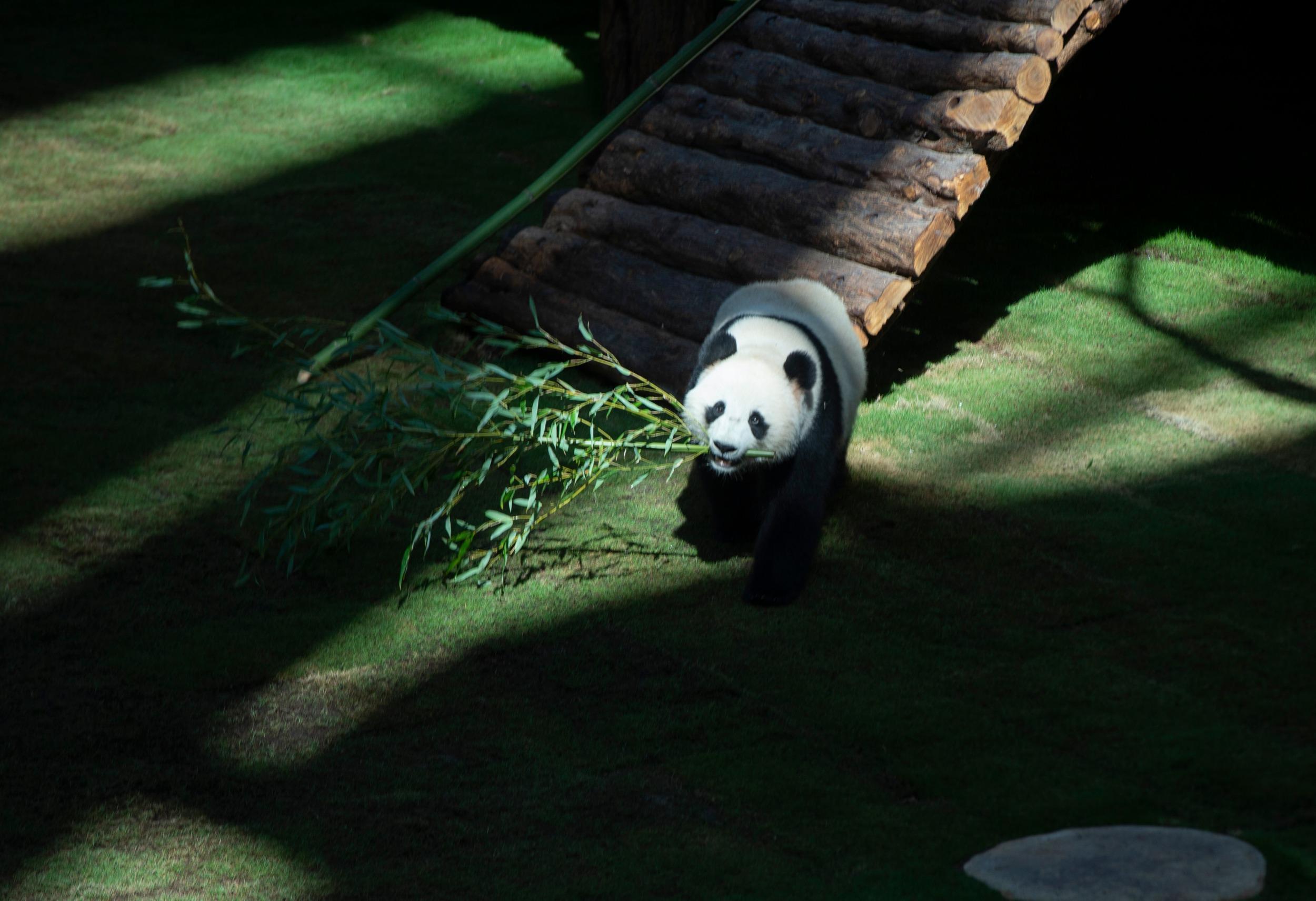 旅居多哈的大熊猫“四海”和“京京”