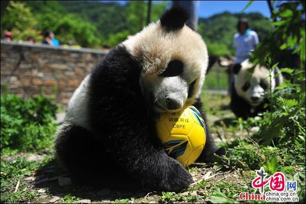 中国大熊猫保护研究中心携手ipanda熊猫频道助力世界杯